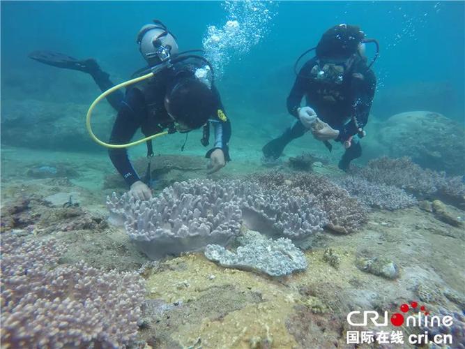 中国首个海洋牧场:筑起生态循环经济新支点